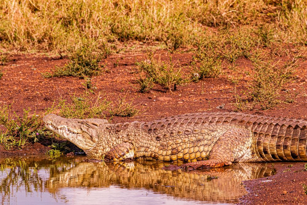 Photograph by Antony Trivet