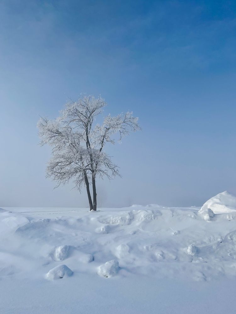 Дерево в зимнем тумане