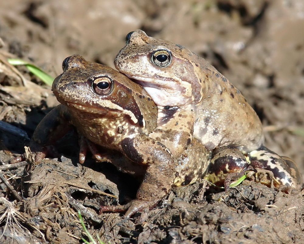 Брачные игры