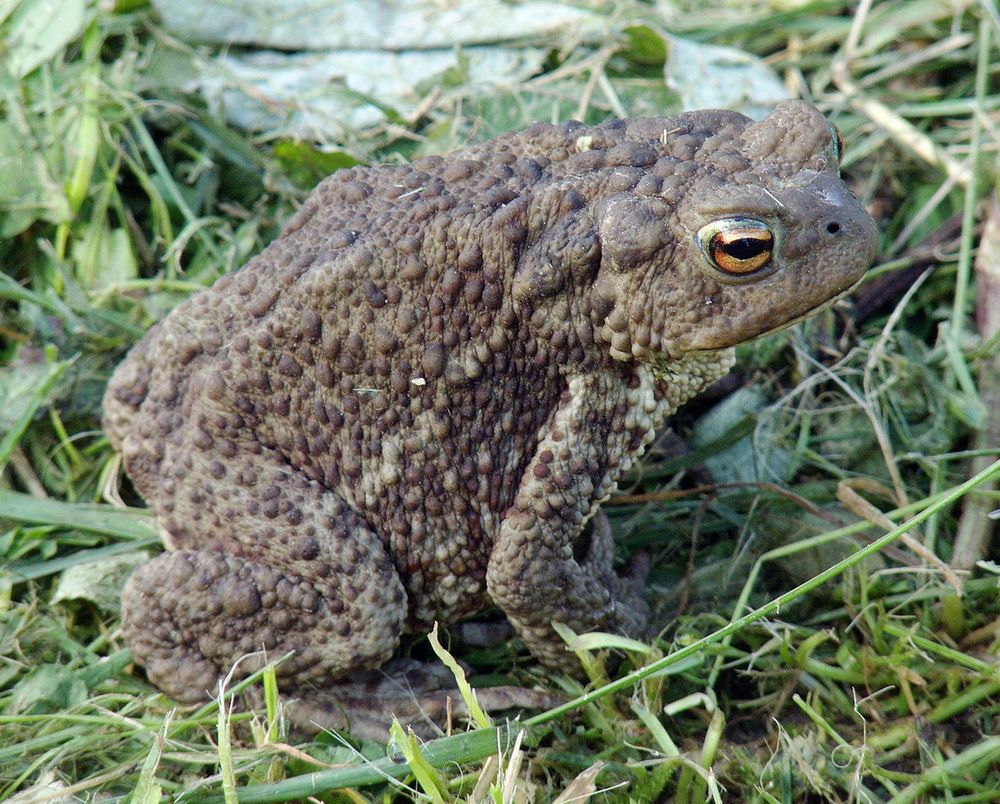 Бабушка жаба