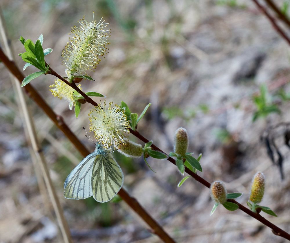 Photograph by Дмитрий Соколов