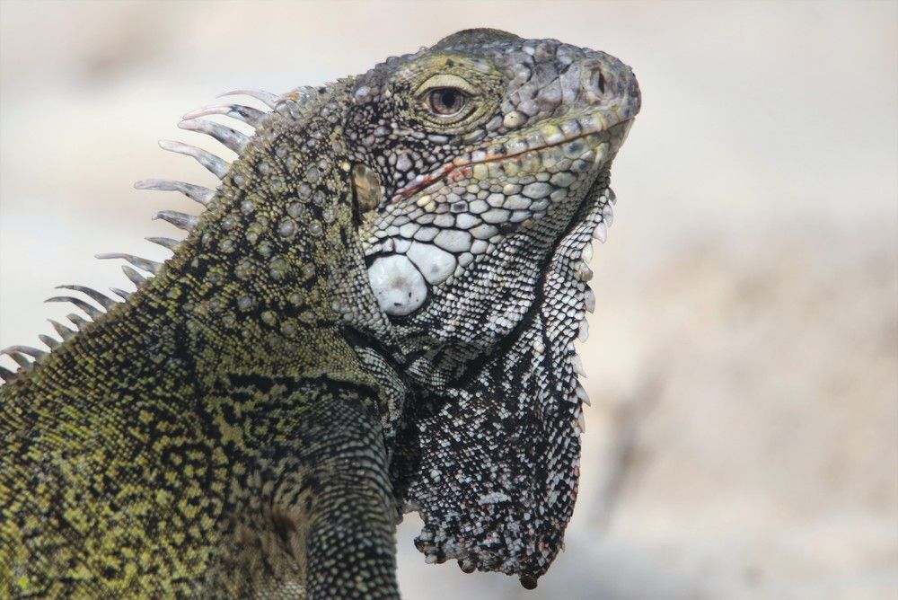 Фотография автора caroline martin (dony)