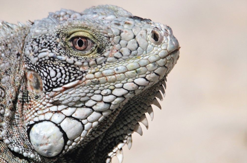 Фотография автора caroline martin (dony)