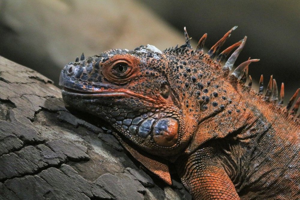 Фотография автора caroline martin (dony)