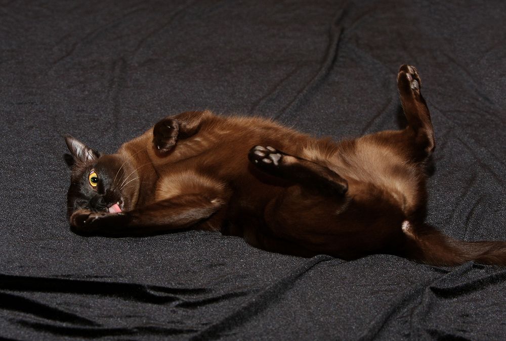 Фотография автора Надежда Лисицына