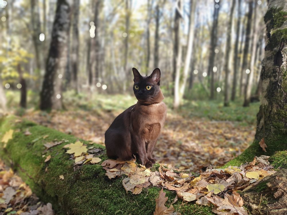 Фотография автора Надежда Лисицына