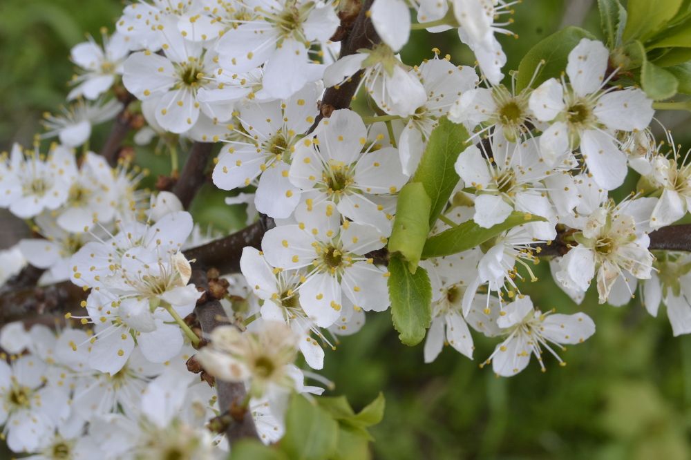 Фотография автора Антонина Клементьева