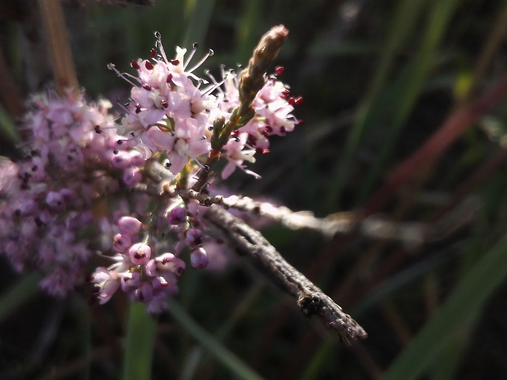 Гребенщик. 02.05.2023