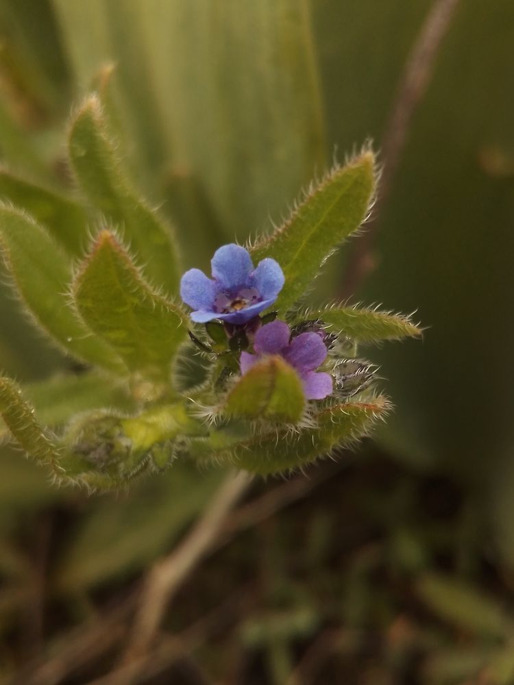 Крохотные цветки. 21.04.2023