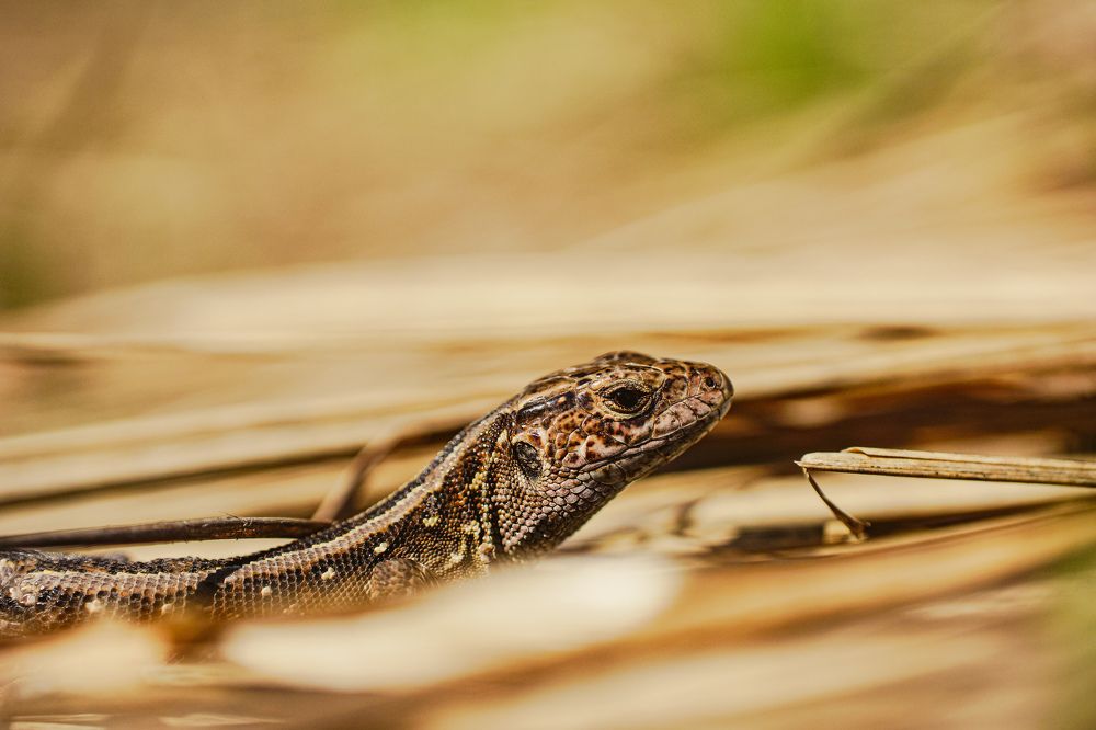 Photograph by Александр Казак