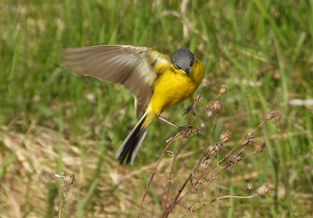 желтая трясогузка