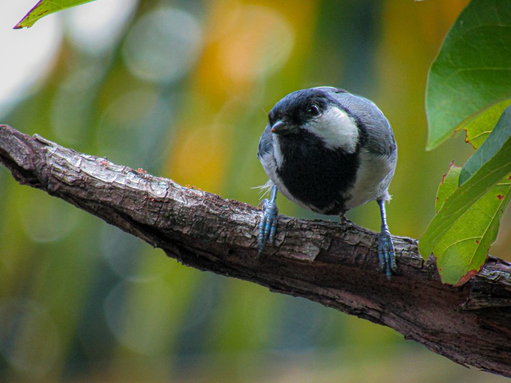 Photograph by Lakshan Fernando