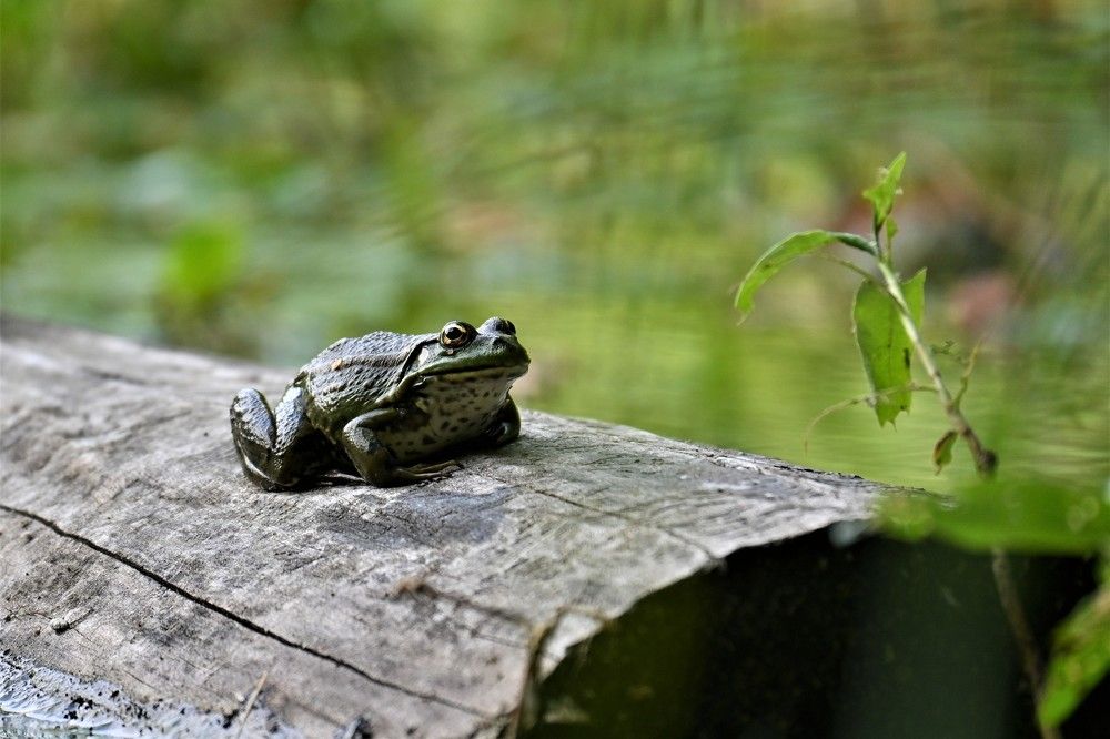 Фотография автора IRINA FILIPPOVA