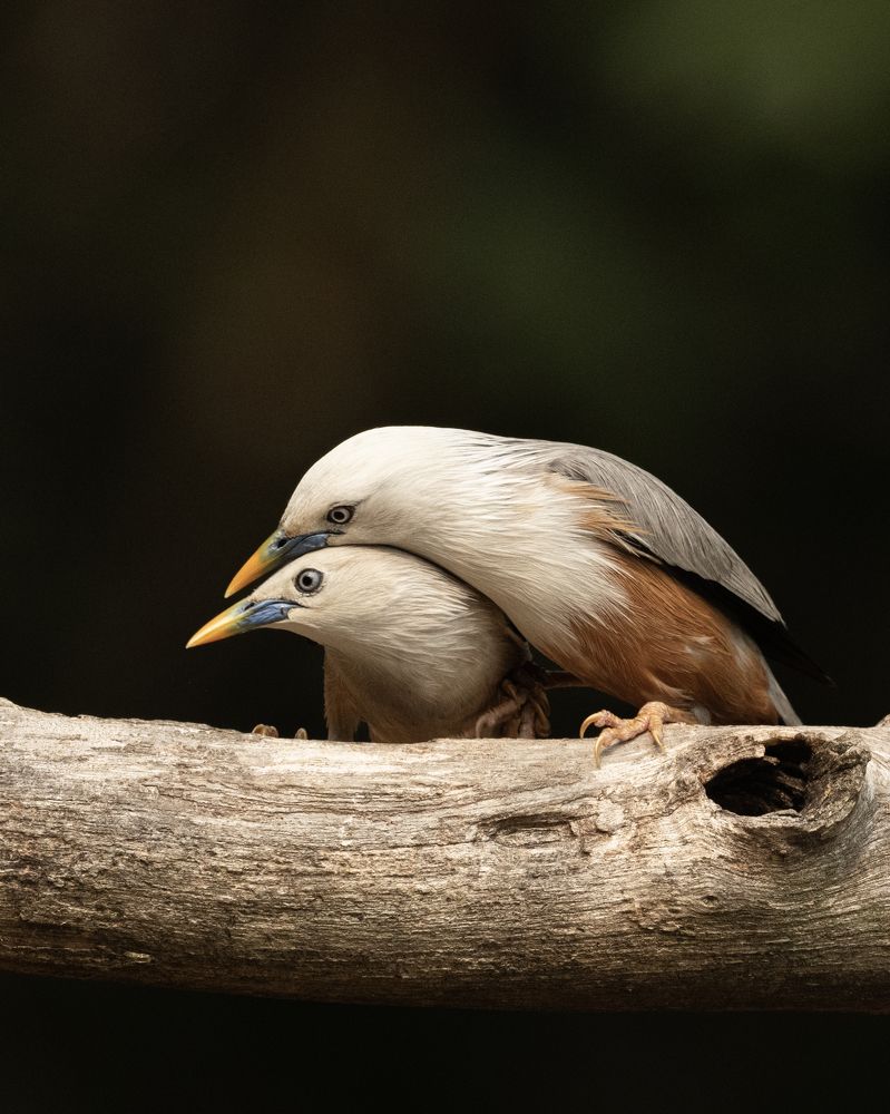 Photograph by Sushmeet Kathuria