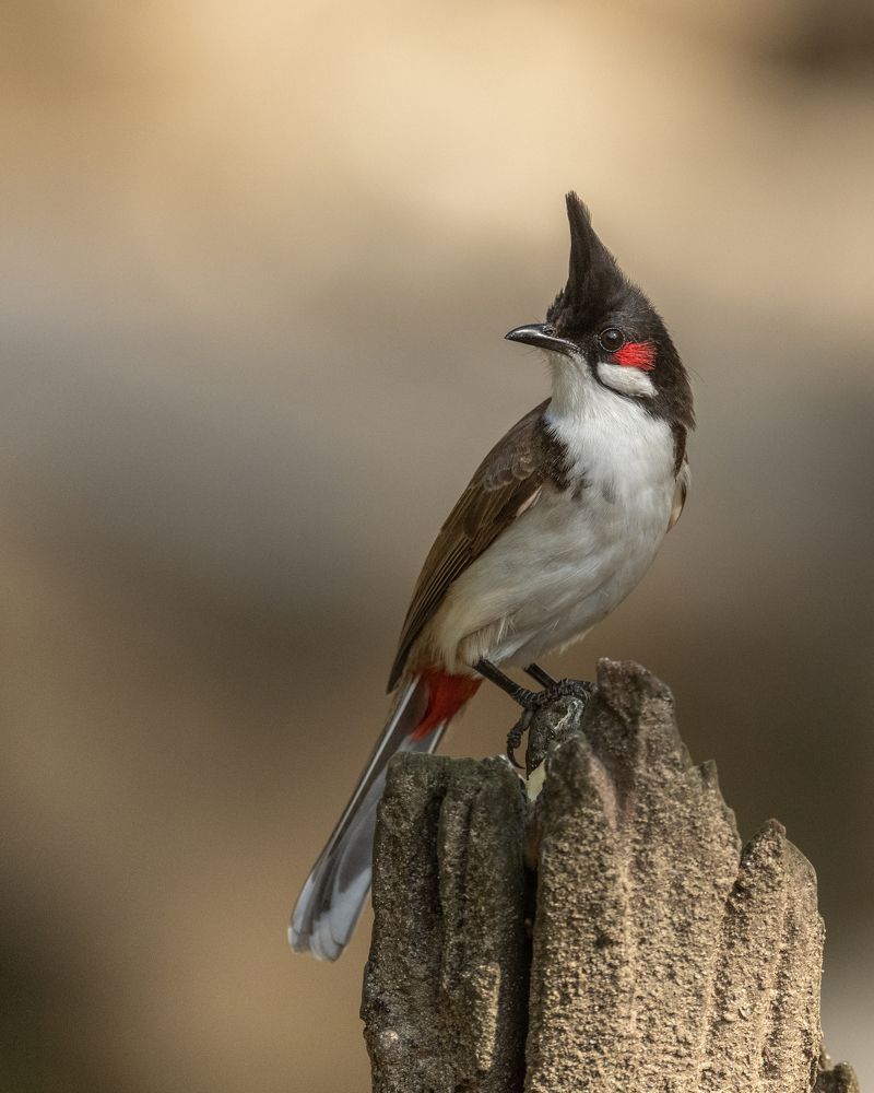 Photograph by Sushmeet Kathuria