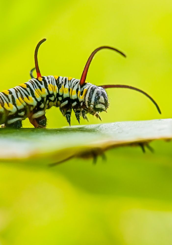 Photograph by Md Abdul rouf