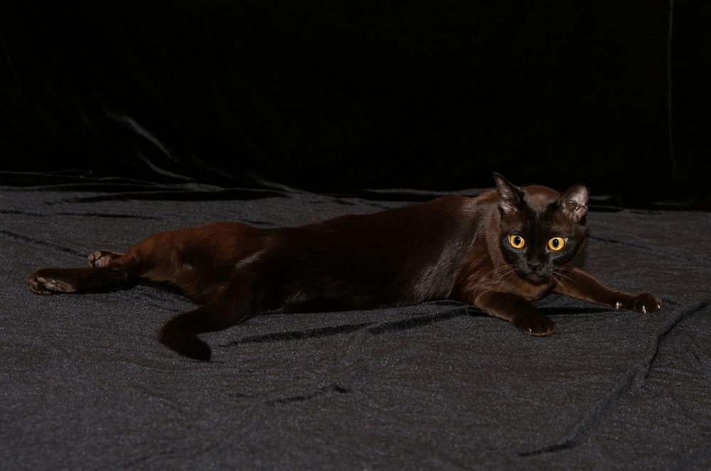 Фотография автора Надежда Лисицына