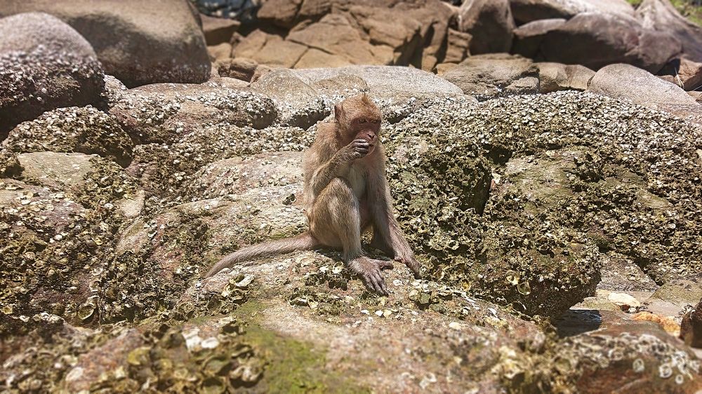 Обезьянка за обедом на берегу