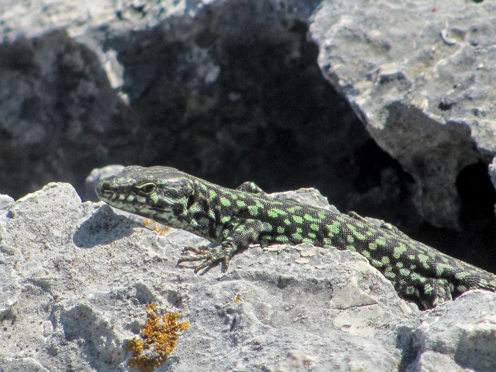 Lizard on the rocks