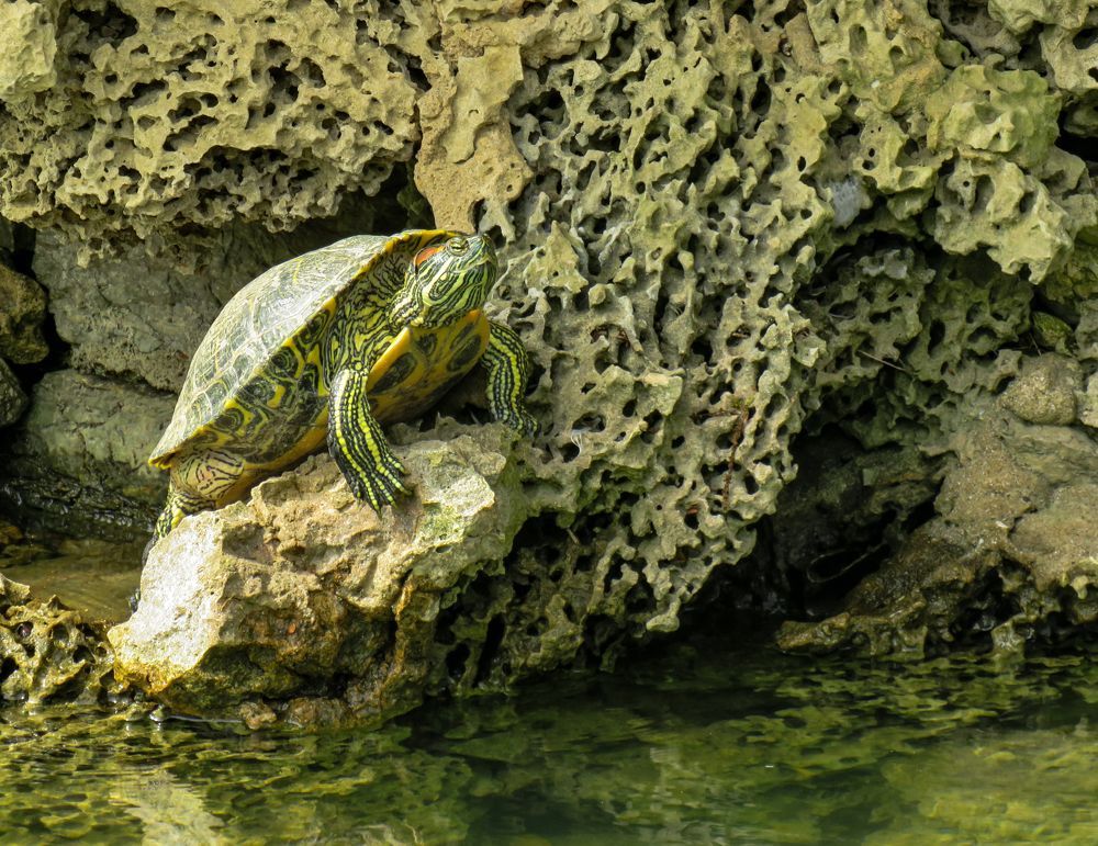 Turtle on the rocks