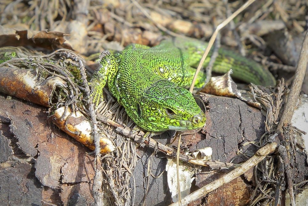 Изумруд на солнце