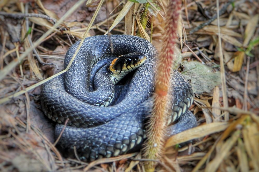 Уж проснулся