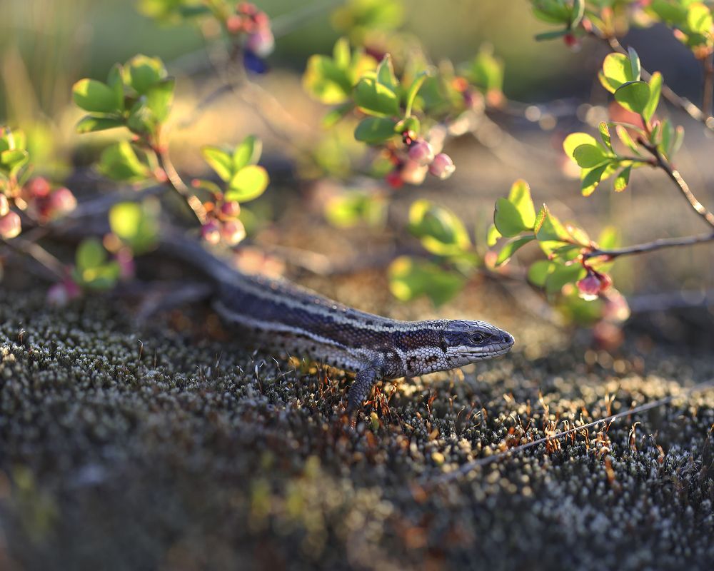 Photograph by Евгения Левина