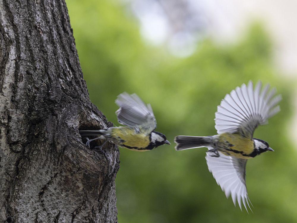 Фотография автора Анатолий Макоедов