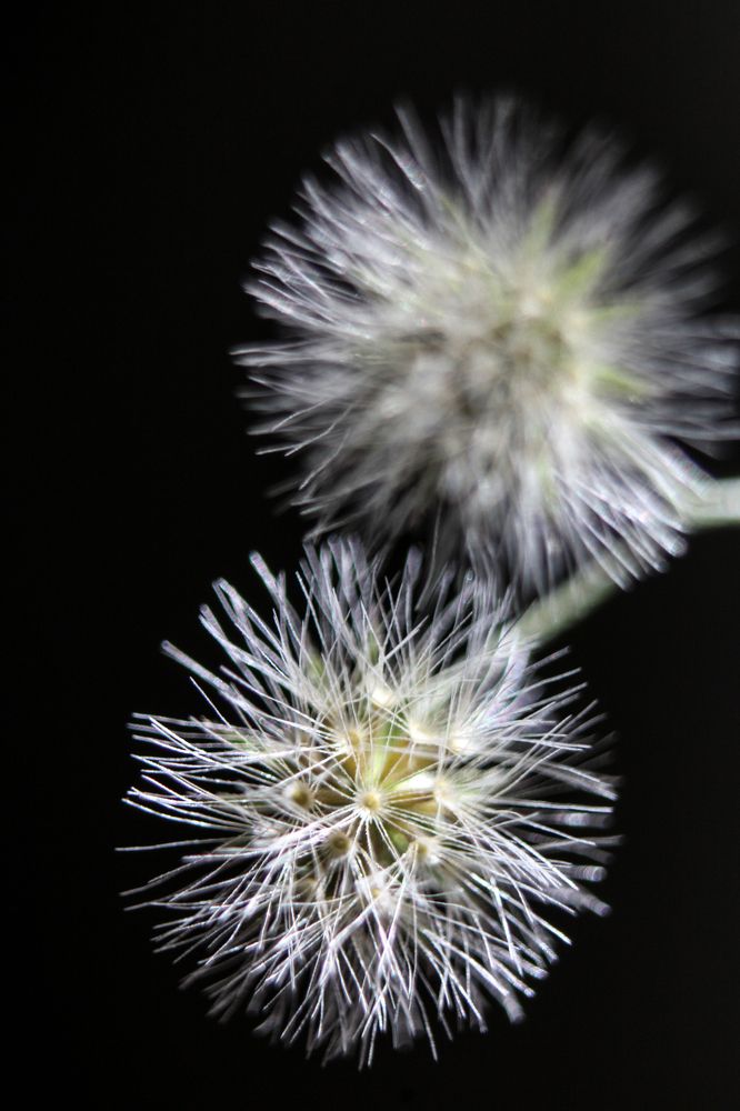 Photograph by Flávio Cavalcante