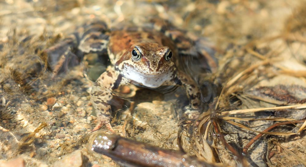 A grass frog basking in the sun sitting in clear water