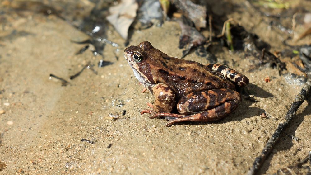 A grass frog that sits on wet sand basks in the rays of the spring sun