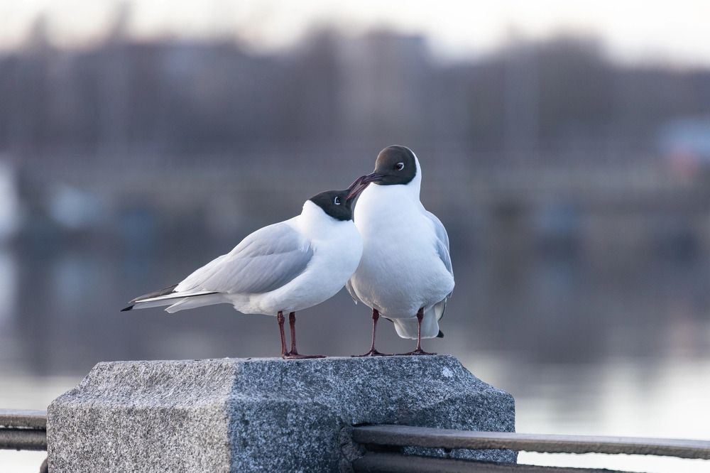 Любовь в объективе.