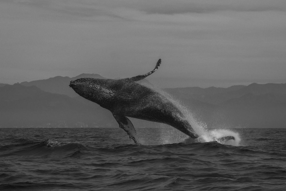 Photograph by VICTOR JAIME ESPINOZA LOPEZ