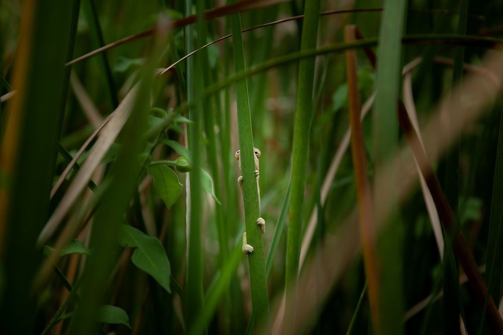 Фотография автора Anne Gabrielle Mougin