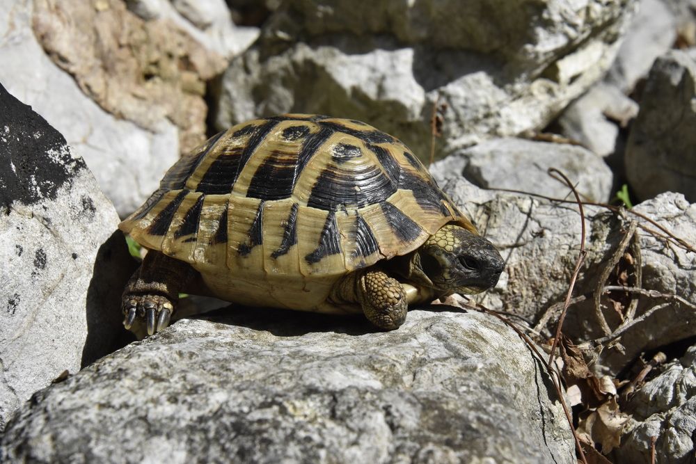Montenegrin tortoise