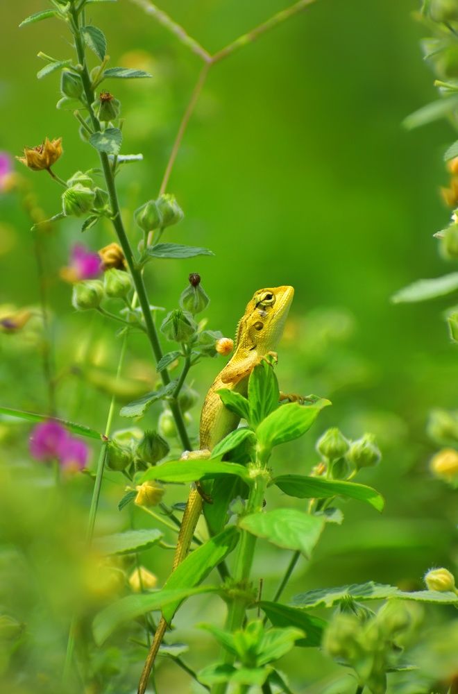 Photograph by SAIKAT PAL