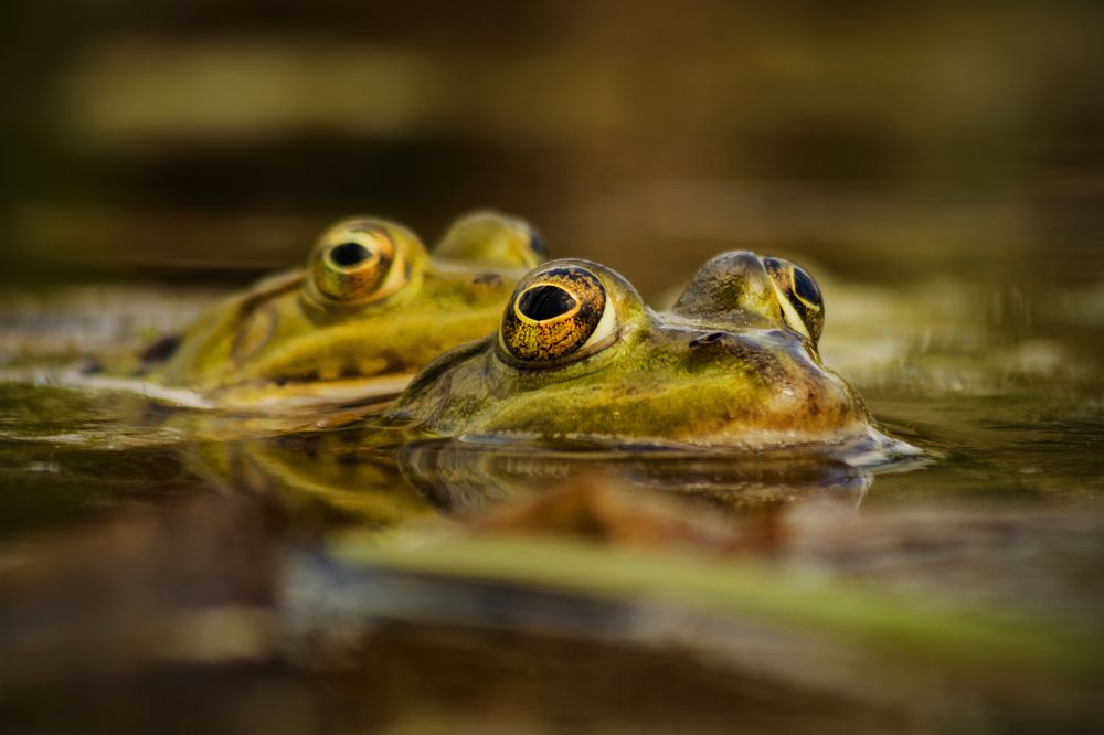 Two frogs
