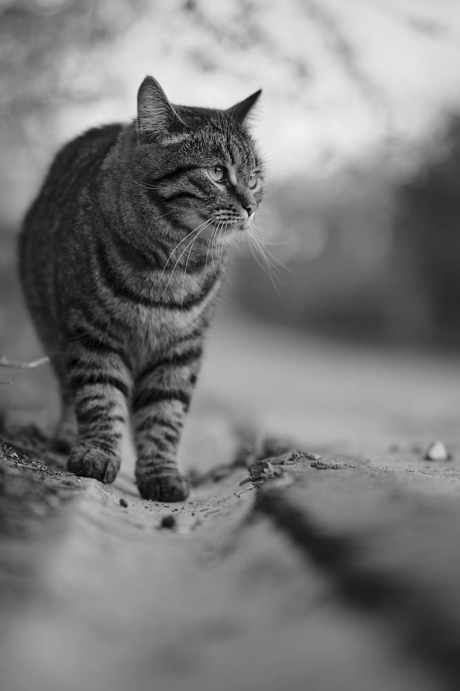 Photograph by Дмитрий Тельнов