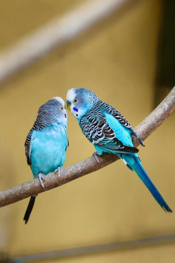 Photograph by Lucas Chagas