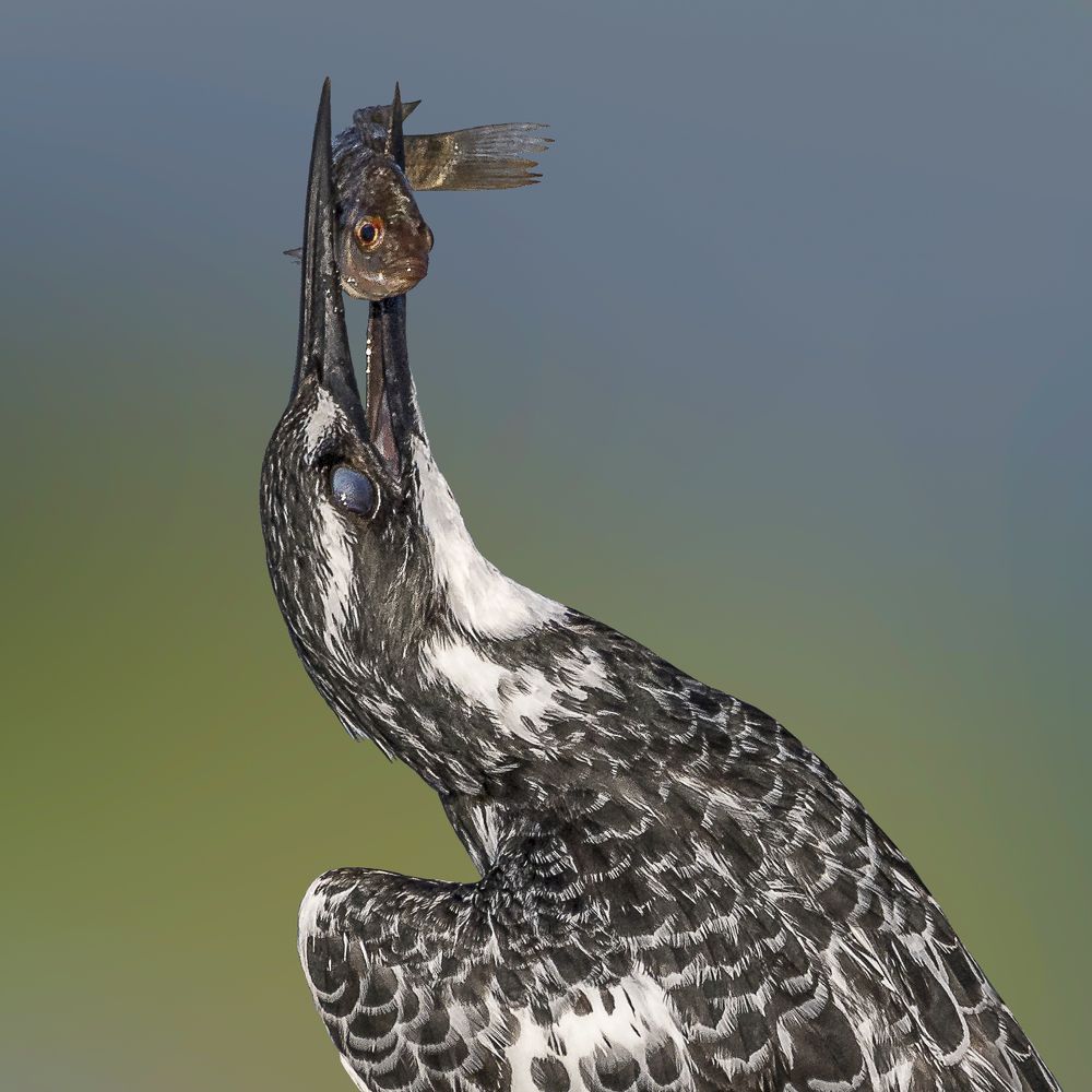 A delicious meal for King Fisher