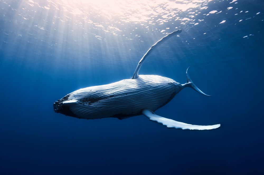 Serenade of Light and Depth