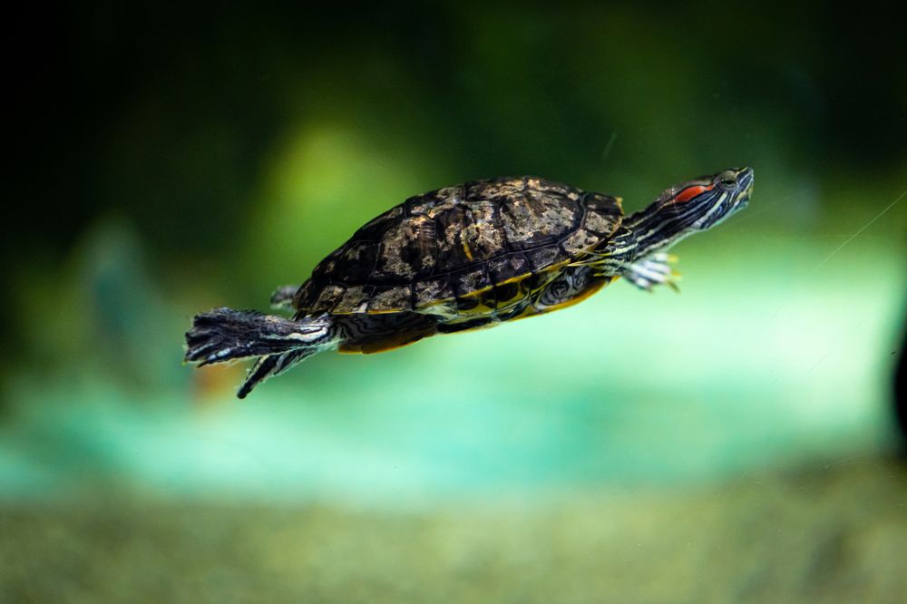 Photograph by Александр Ермоленко