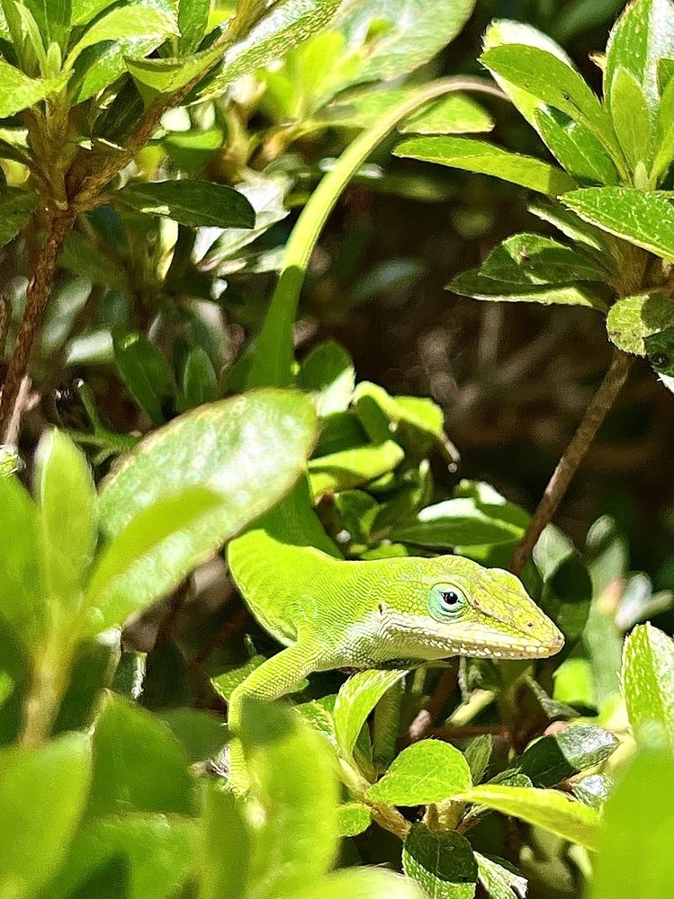 Фотография автора Olga Kichkaila