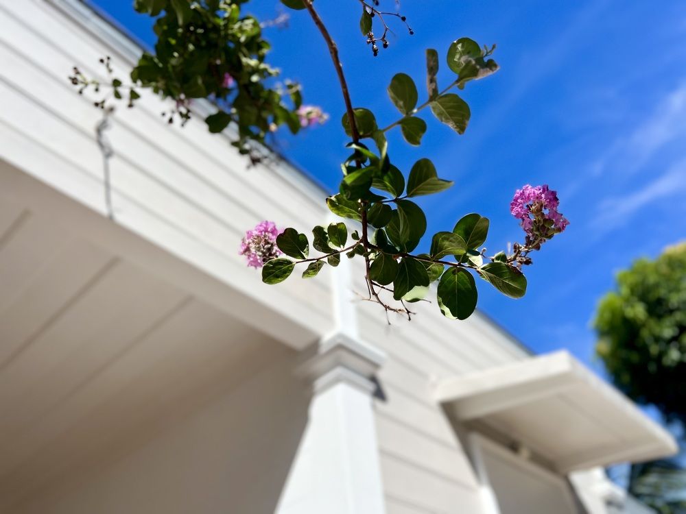 Photograph by Christine ECHEVET-ADAM de VILLIERS