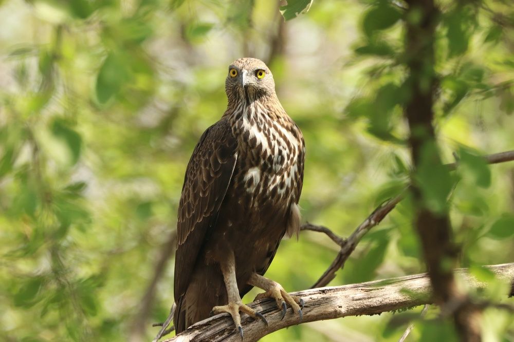 Changeable Hawk Eagle
