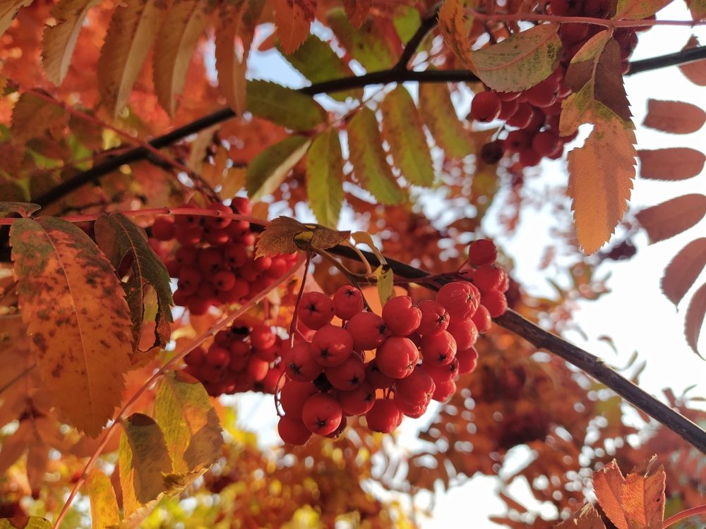 Краски осени