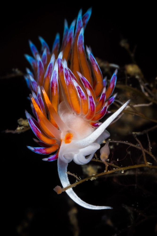 Photograph by ANTONIO VENTURELLI