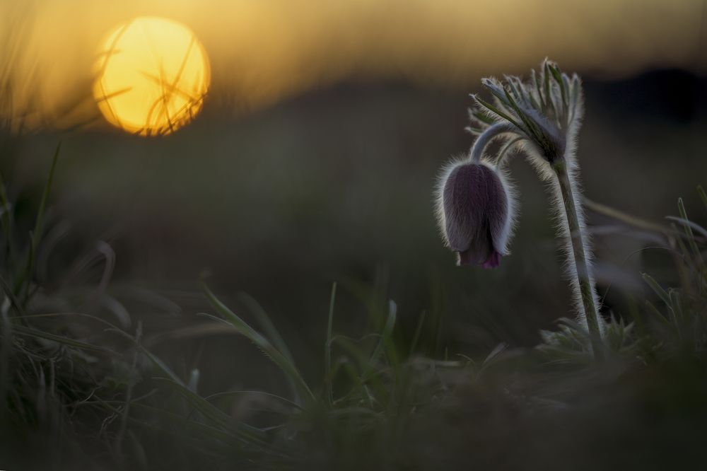 Photograph by Sara Jazbar