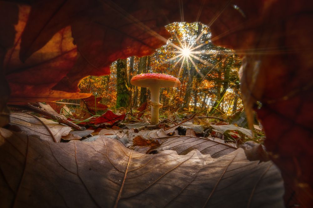 The Autumn Portal