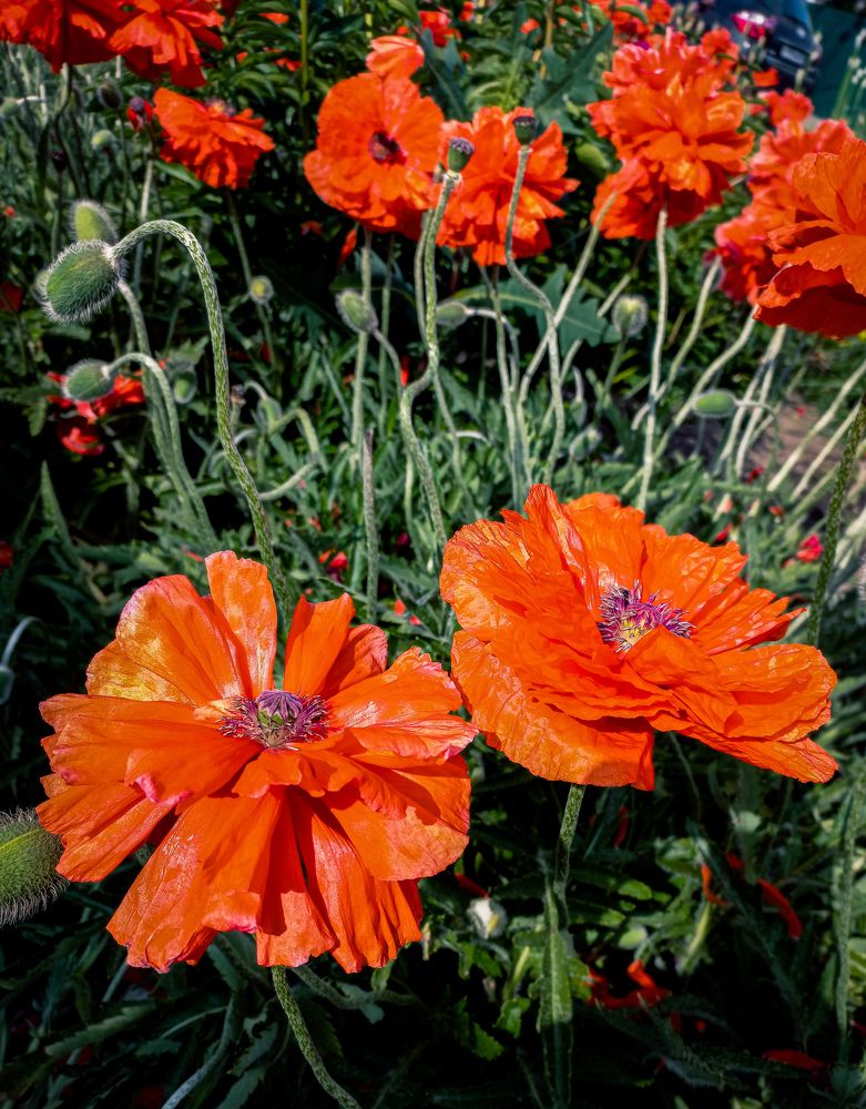 Фотография автора Valeria Pravdiuk